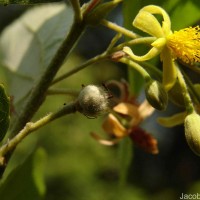 Grewia helicterifolia Wall. ex G.Don